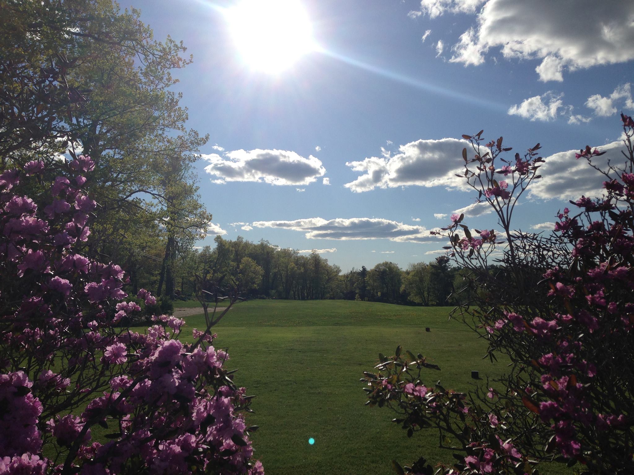 Image of golf ball on tee on grass.